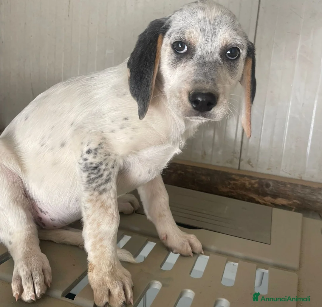 Meticcio cani in regalo: LA TENERA SIRYA - Annuncio 1