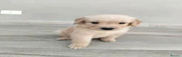 Golden Retriever cani in vendita: Golden retriever americano  - Annuncio 6