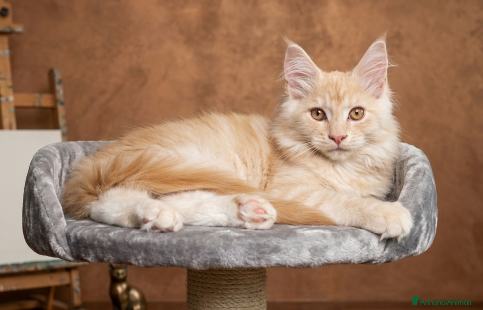 Maine Coon gatti in vendita: Femminucce Maine coon  - Annuncio 1