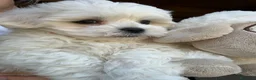 Maltese cani in vendita: Cuccioli di maltese - Annuncio 10