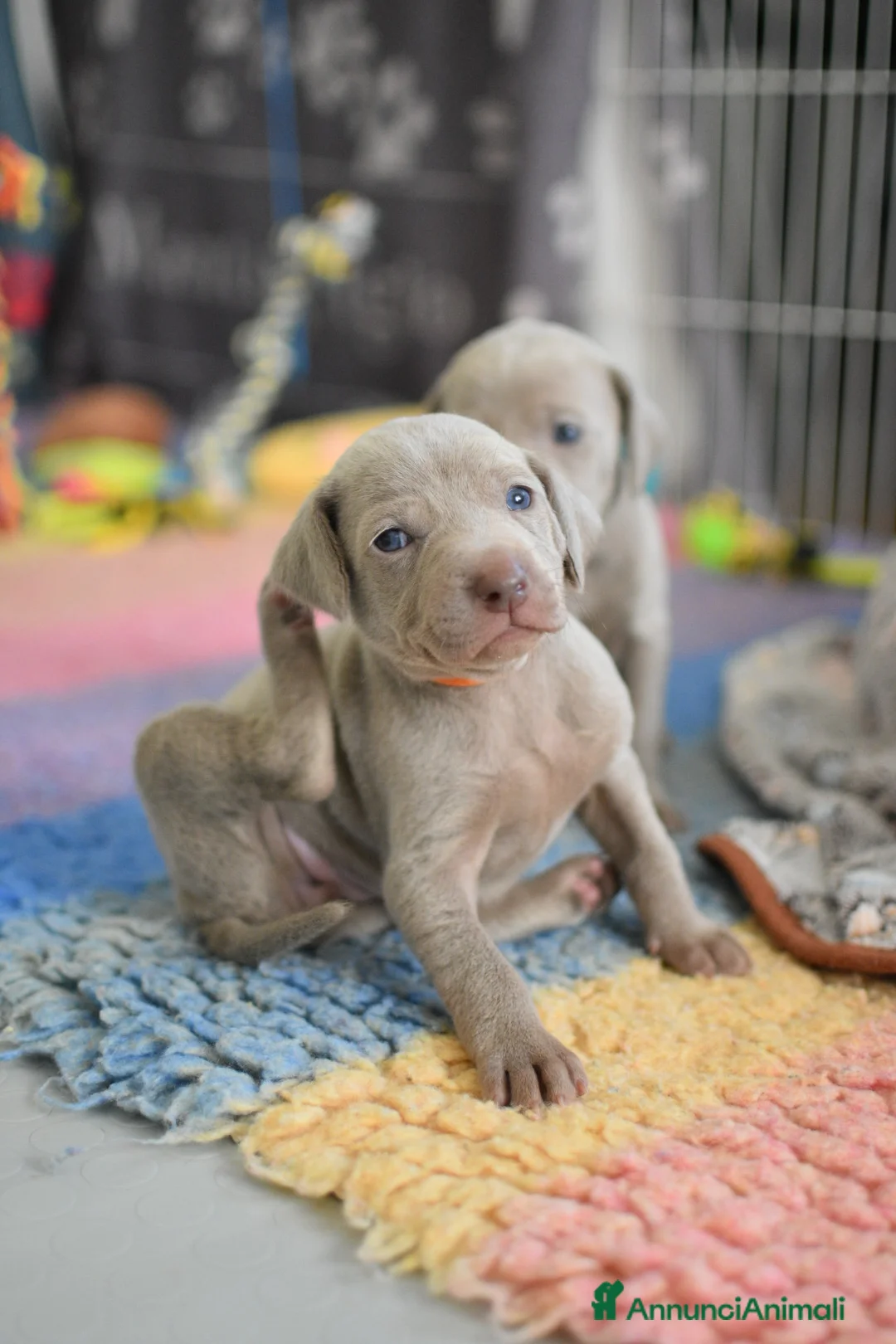 Weimaraner cani in vendita: Cucciolo weimaraner maschio a Provincia di Pistoia - Annuncio 1