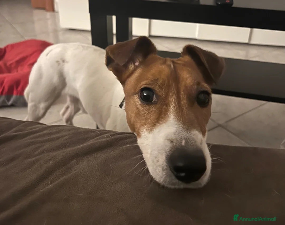Jack Russell cani in regalo: Jack Russell  - Annuncio 6