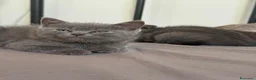Scottish gatti in vendita: Scottish fold/straight  - Annuncio 2
