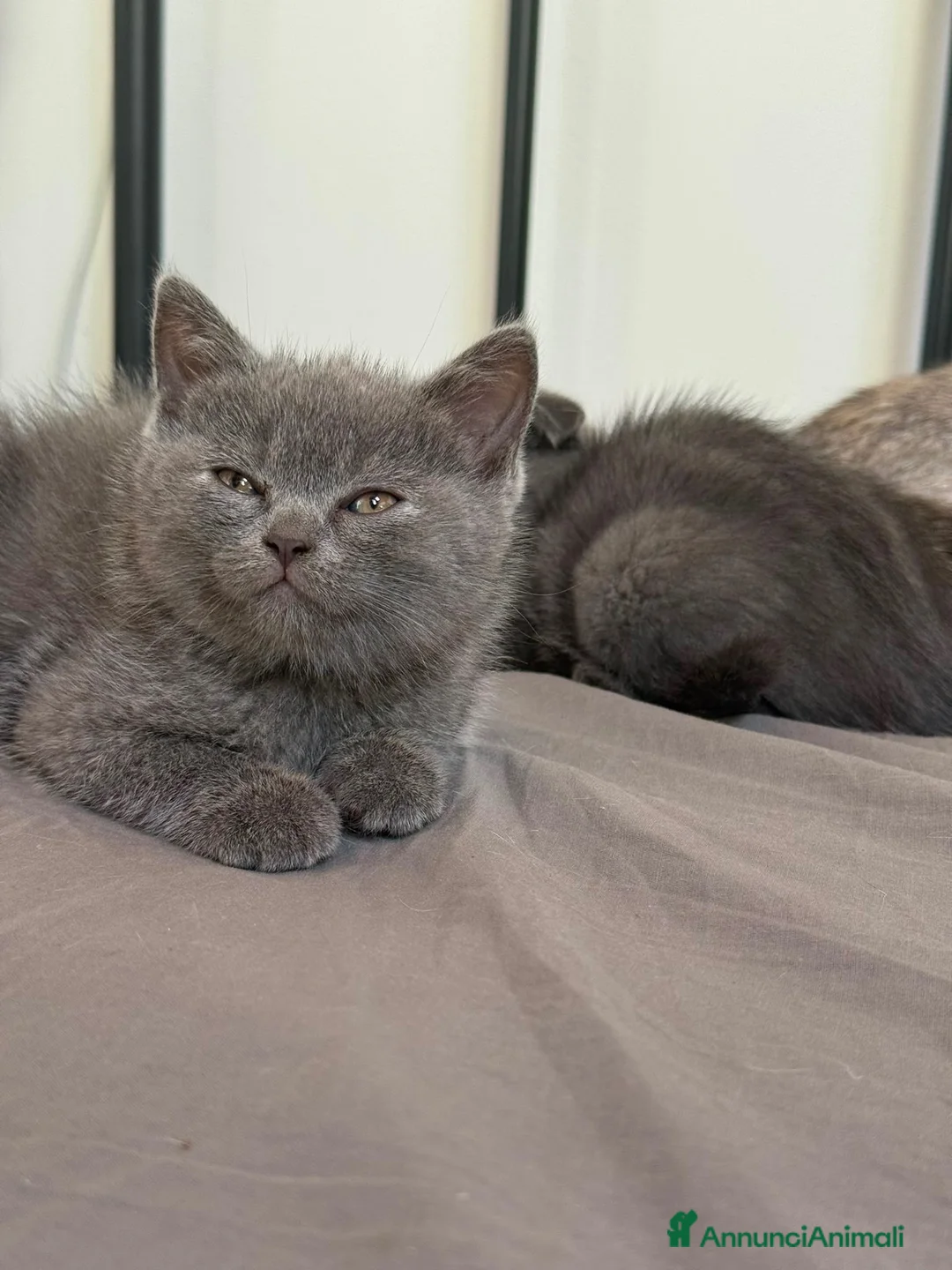 Scottish gatti in vendita: Scottish fold/straight  - Annuncio 2