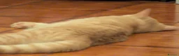 Scottish gatti in vendita: Schottish Paul  - Annuncio 10