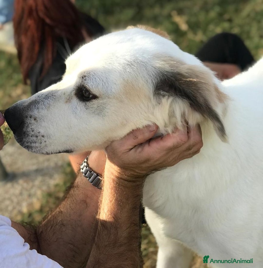 Labrador cani in regalo: AIGOR, simil labradorino a Provincia di Latina - Immagine 2