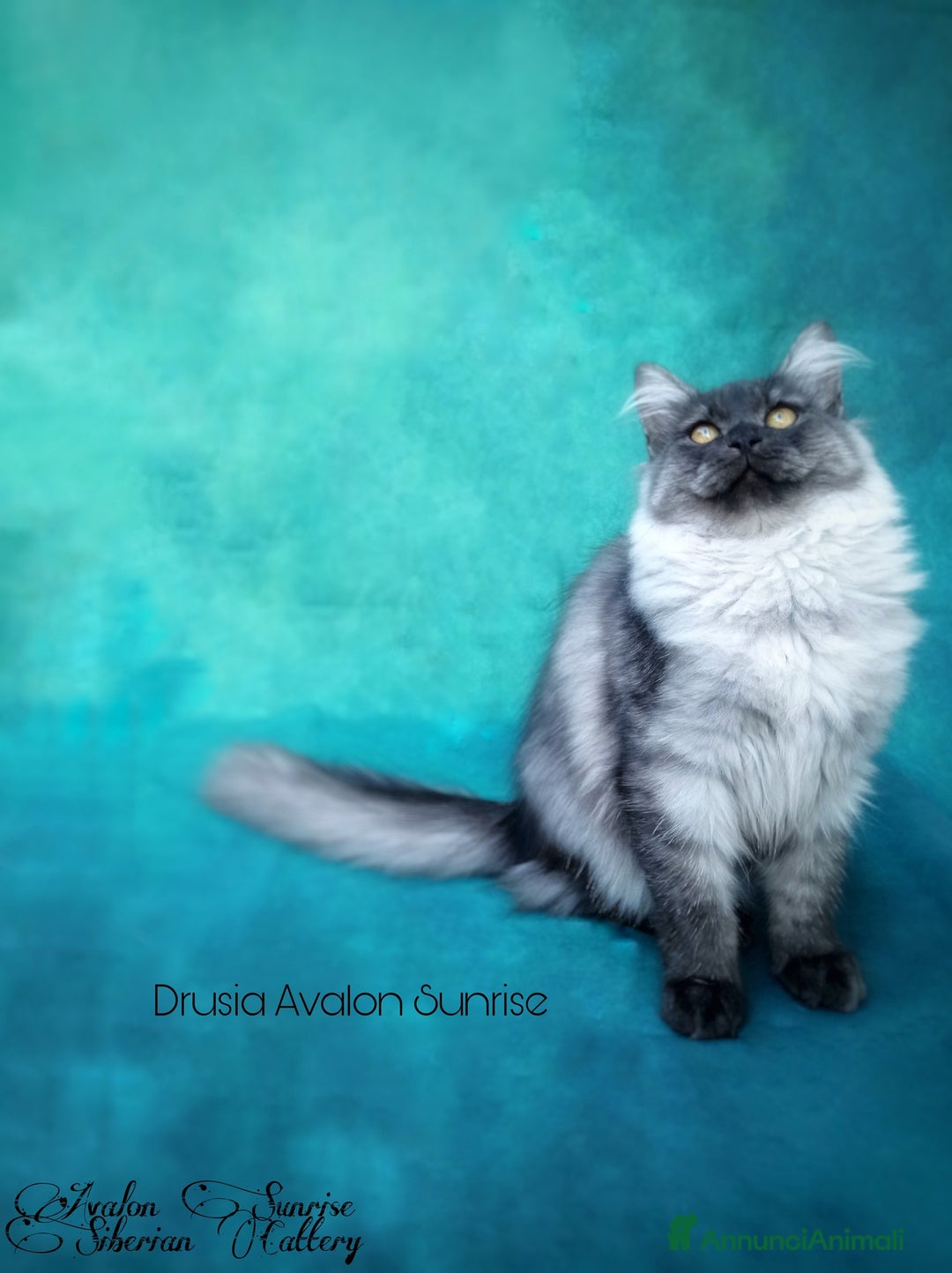 Immagine della galleria {{count}}