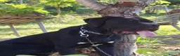 Cane Corso cani in vendita: Spettacolari cuccioli di Cane Corso  - Annuncio 11