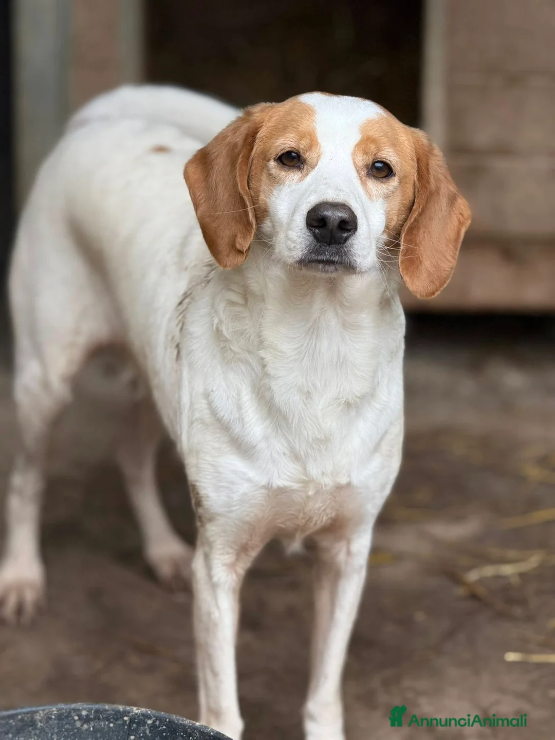 Meticcio cani in regalo: DODY, il cane più buono del mondo. - Annuncio 2