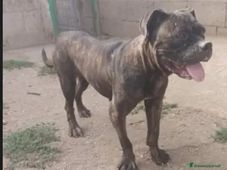 Meticcio cani Mix Pit/Corso tigrata,femmina,aspetta da 2anni.SUD a Città metropolitana di Milano - Annuncio 6