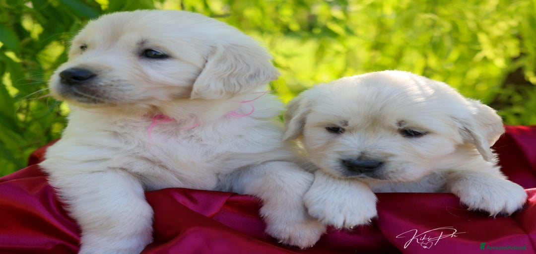 Immagine della galleria {{count}}