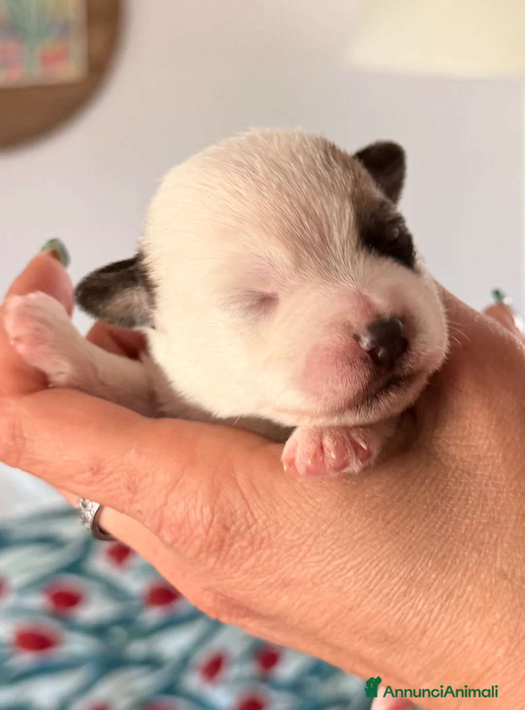 Jack Russell cani in vendita: Maschi disponibile per la prenotazione - Annuncio 21
