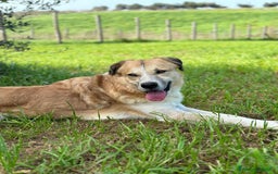 Meticcio cani in regalo: Ronny, 2 anni a Provincia di Bergamo - Immagine 3