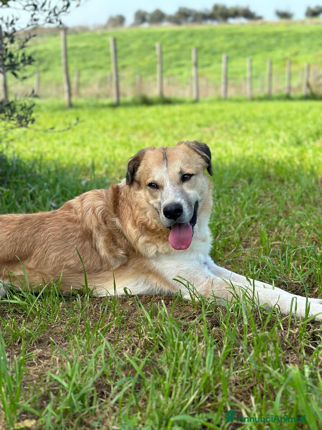 Meticcio cani in regalo: Ronny, 2 anni a Provincia di Bergamo - Immagine 3