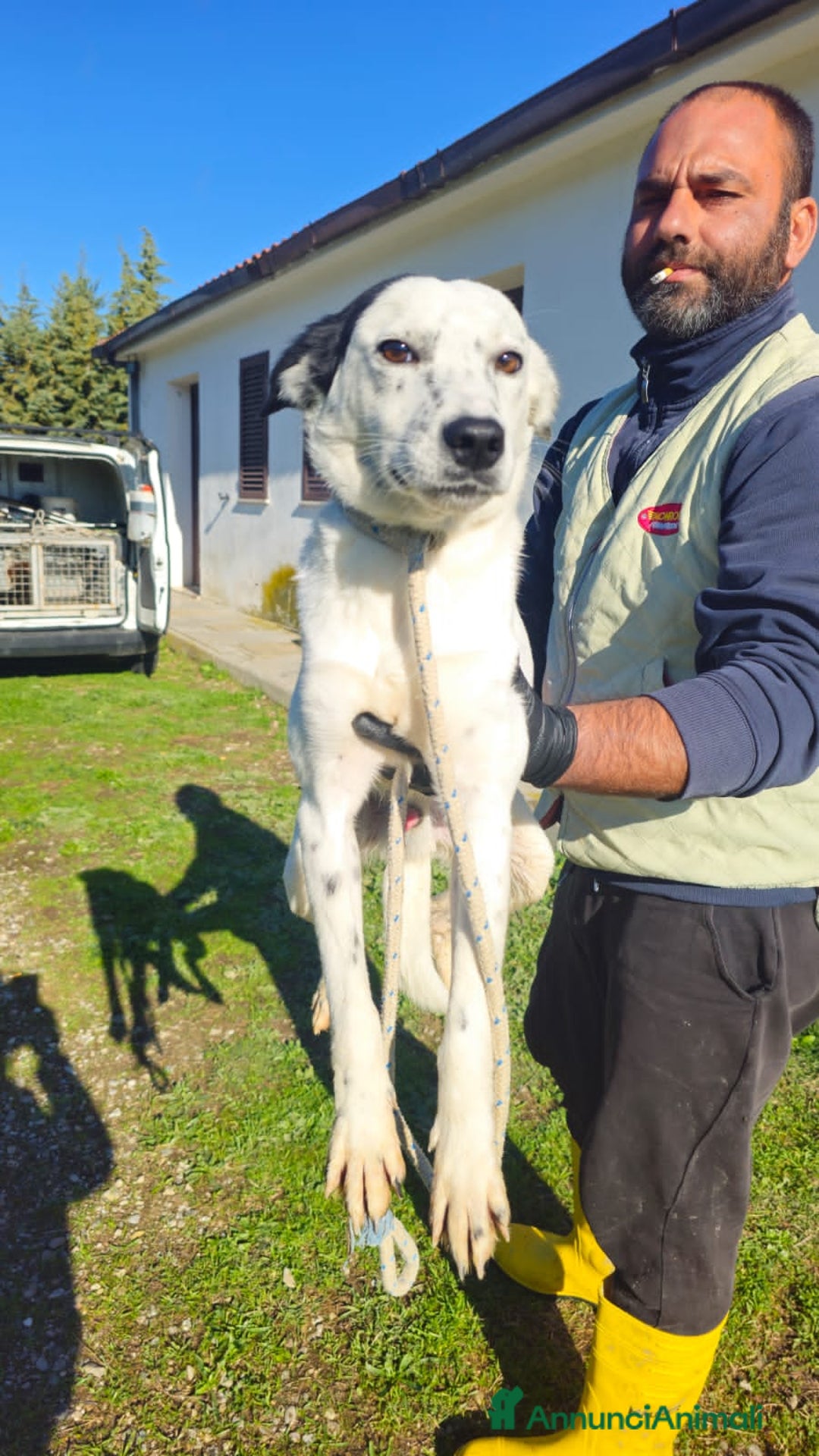 Altre razze cani in regalo: ercolino gigina e lilly - Annuncio 4