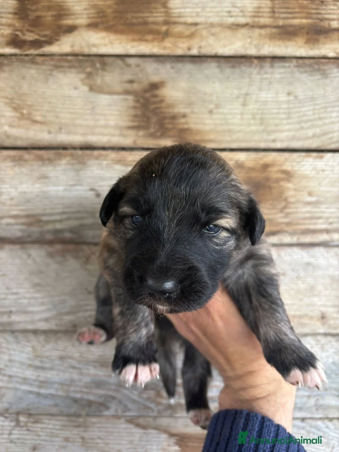 Meticcio cani in regalo: CAMILLA cucciola futura taglia media in adozione - Annuncio 4