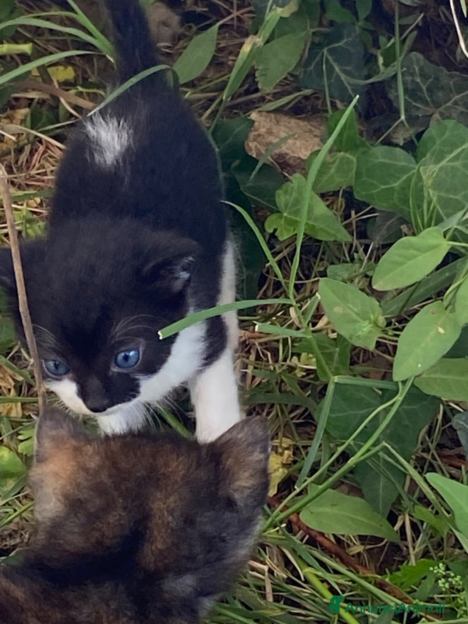 Altre razze gatti Gatti - Annuncio 1