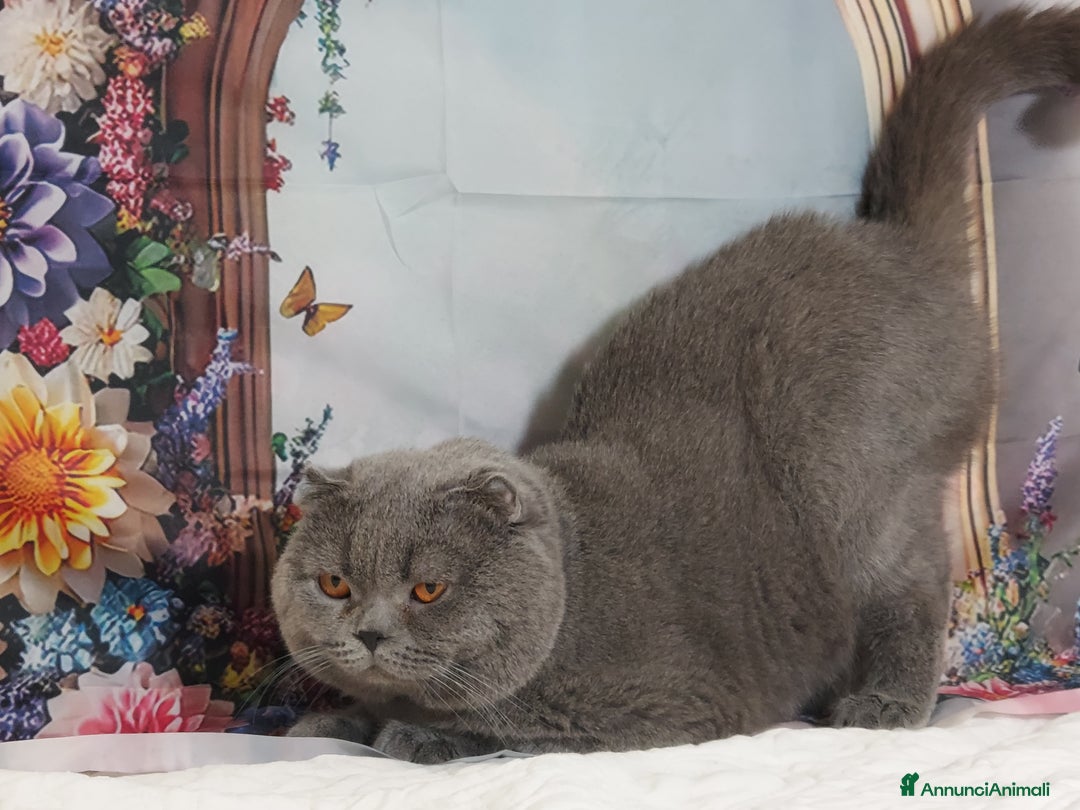 Scottish gatti in vendita: Scottish fold blue - Annuncio 3