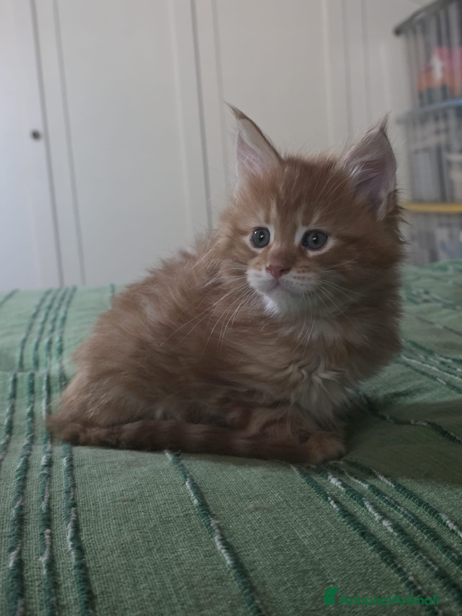 Maine Coon gatti Litter E Dolci Fusa - Annuncio 2