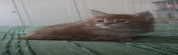 Maine Coon gatti in vendita: Litter E Dolci Fusa - Annuncio 1