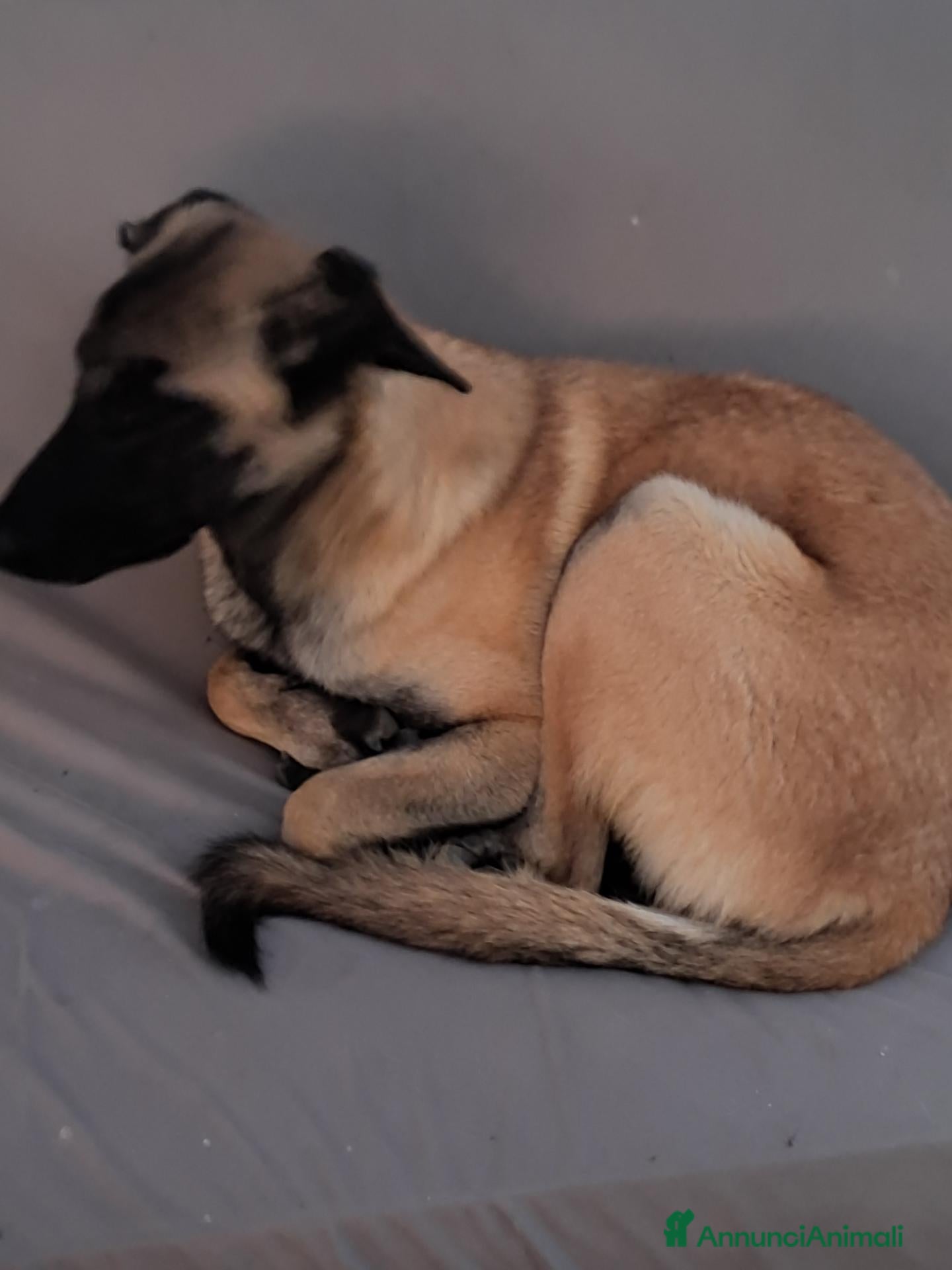 Pastore dell’Anatolia cani  Cucciolo Kangal  - Annuncio 1
