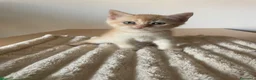 Scottish gatti in vendita: Gattini scottish - Annuncio 7
