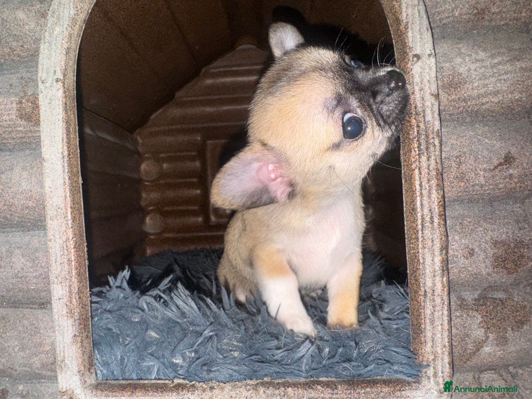 Chihuahua cani in vendita: Cucciole di chihuahua - Annuncio 5