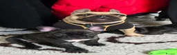 Bulldog Francese cani in vendita: Cuccioli di Bulldog Francese Bringee con pedigree - Annuncio 2