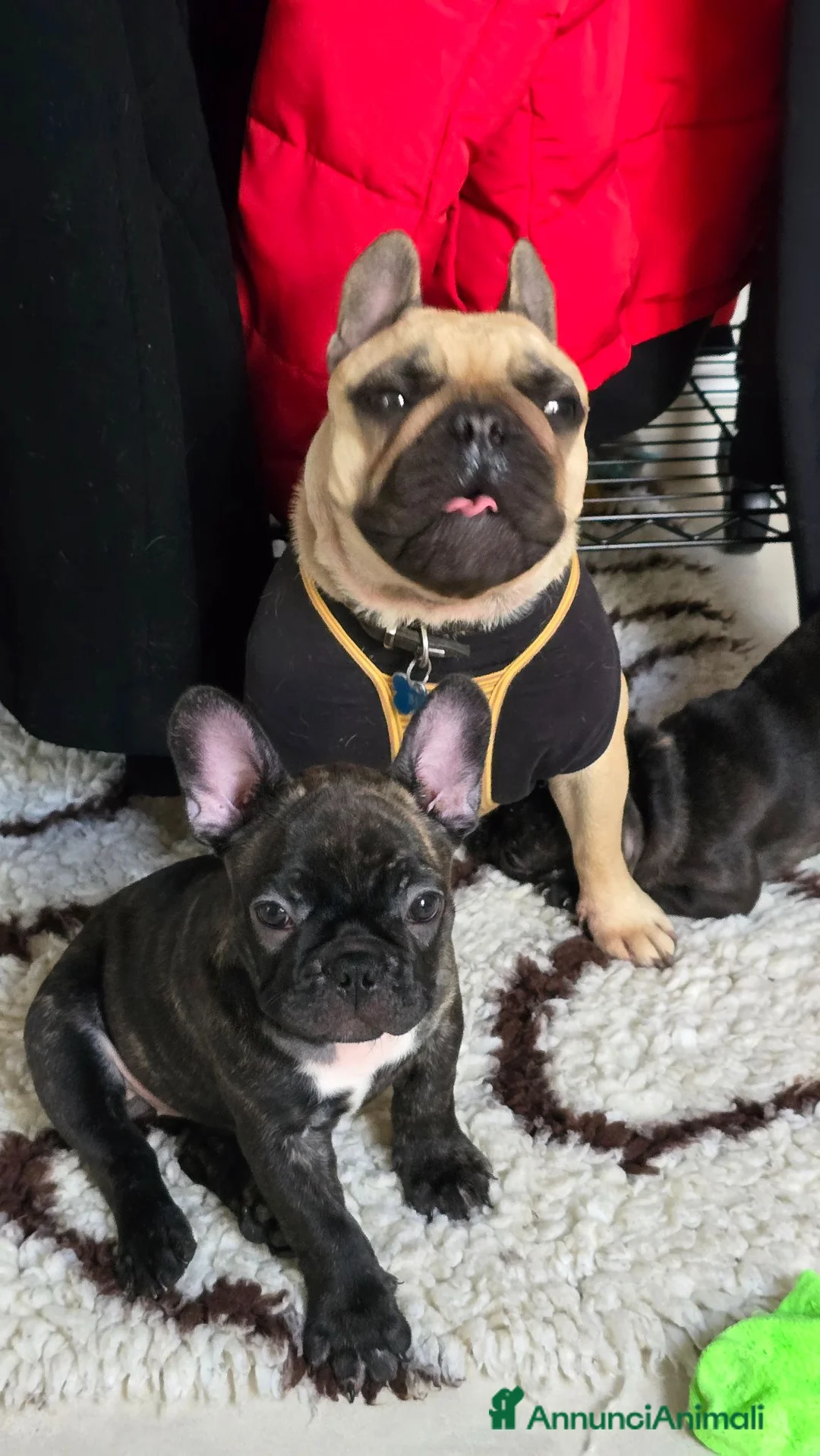 Bulldog Francese cani in vendita: Cuccioli di Bulldog Francese Bringee con pedigree - Annuncio 2