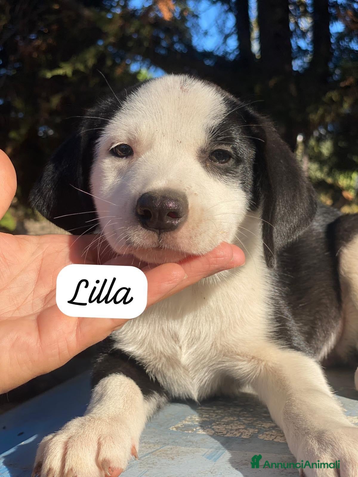 Meticcio cani in regalo: 3cuccioli 3mesi tg media contenutaPALERMO SOS CASA - Annuncio 1