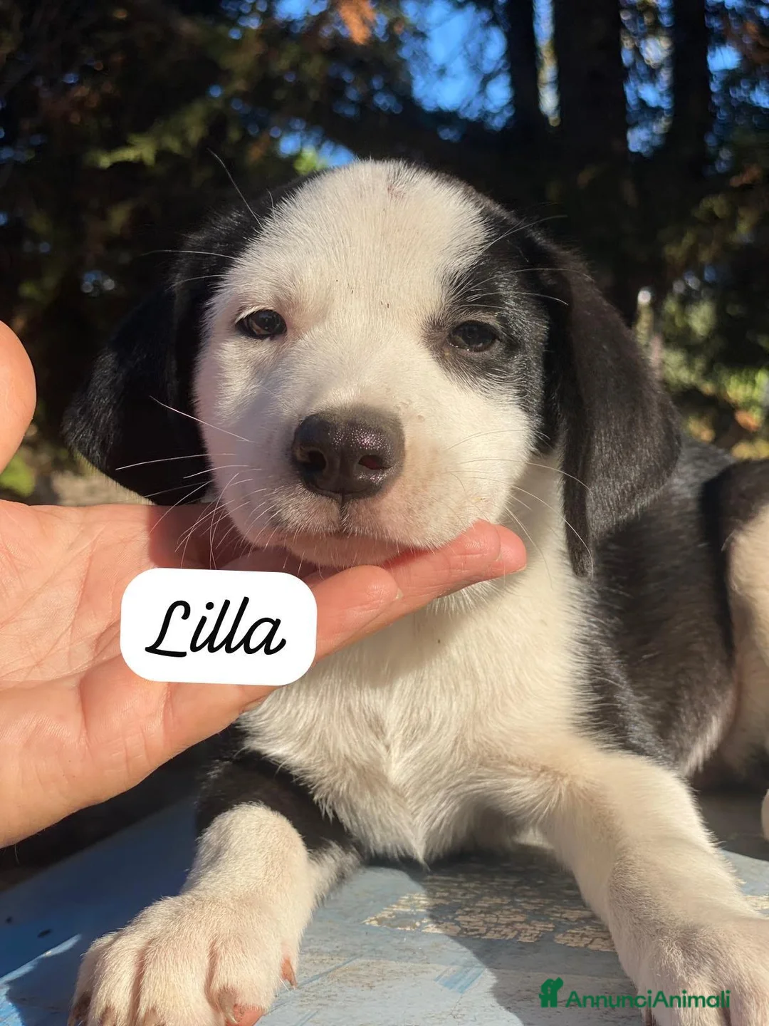 Meticcio cani in regalo: 3cuccioli 3mesi tg media contenutaPALERMO SOS CASA - Annuncio 1