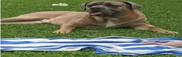 Cane Corso cani in regalo: Regalo cane corso  a Provincia di Sondrio - Annuncio 4