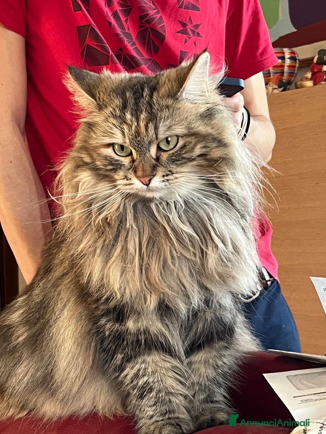 Siberiano gatti in vendita: Bellissimi Gattini siberiani e Neva masquerade. a Città Metropolitana di Genova - Immagine 8