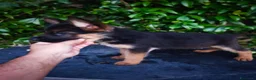 Pastore Tedesco cani in vendita: Cuccioli Pastore Tedesco altissima genealogia. a Provincia di Treviso - Annuncio 5
