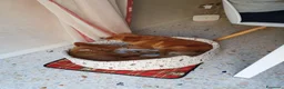 Meticcio cani in regalo: Hope e honey a Provincia di Padova - Annuncio 3
