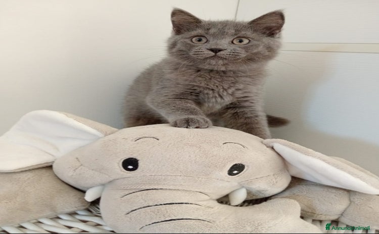 Scottish gatti Stupendi cuccioli Scottish Straight  - Annuncio 17