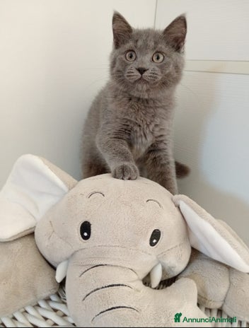 Scottish gatti - Annuncio 18