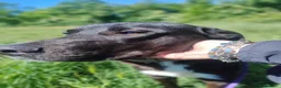 Meticcio cani in regalo: Gustavo cucciolone buonissimo - Annuncio 7