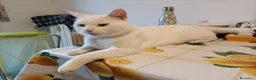 Meticcio gatti in regalo: GATTO BIANCO - Annuncio 6