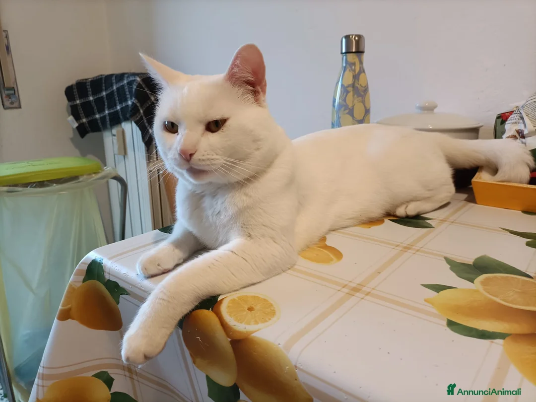 Meticcio gatti in regalo: GATTO BIANCO - Annuncio 6