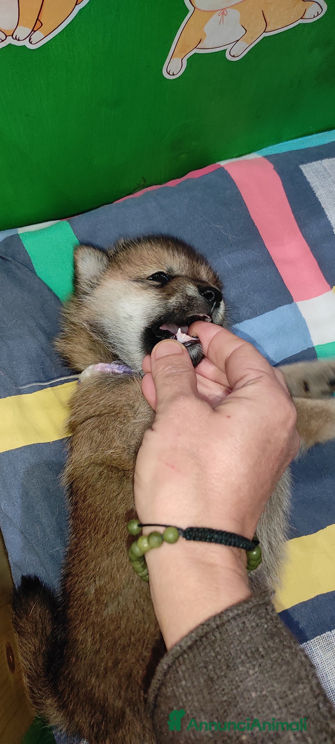 Shiba Inu cani in vendita: Cuccioli di Shiba Inu con genitori testati - Annuncio 6