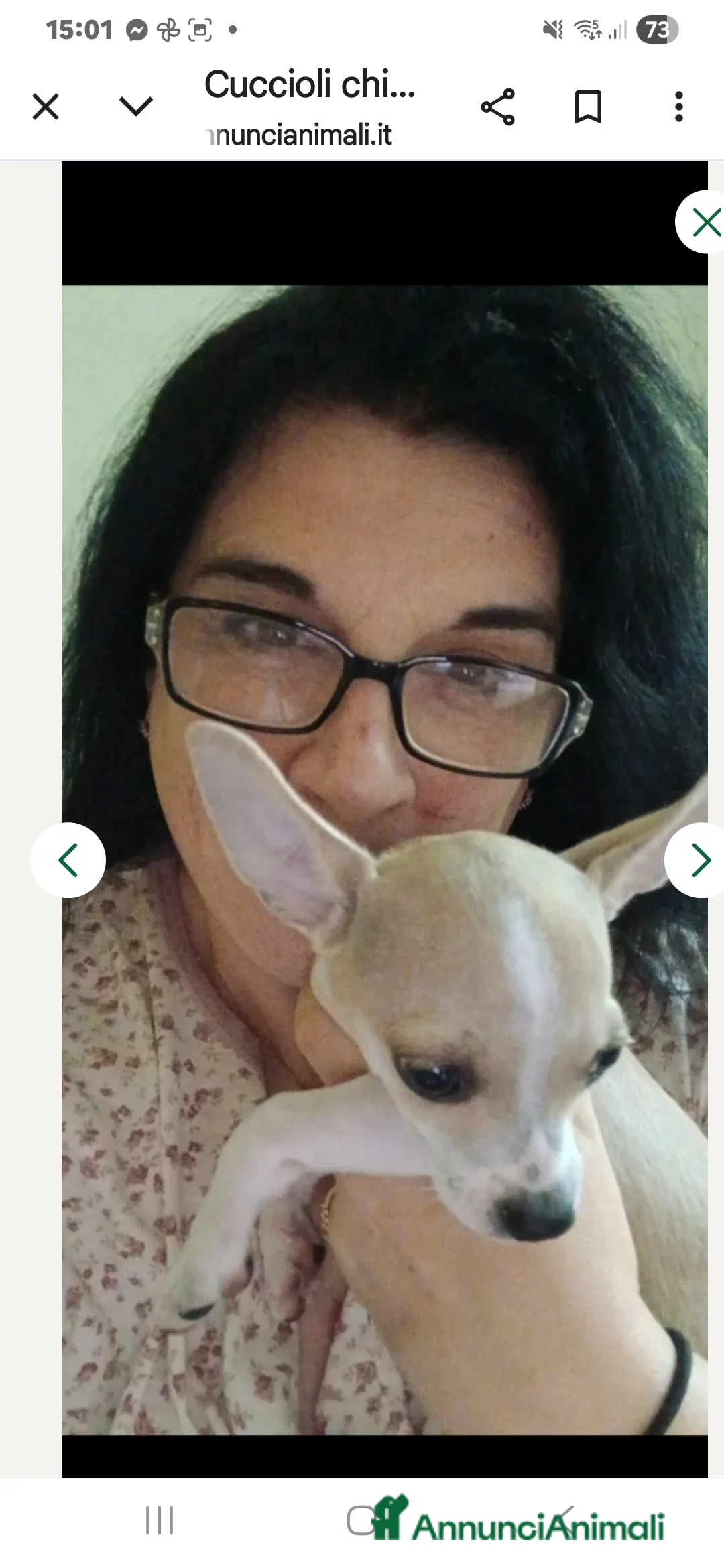 Chihuahua cani in vendita: Cuccioli di chihuahua - Annuncio 2