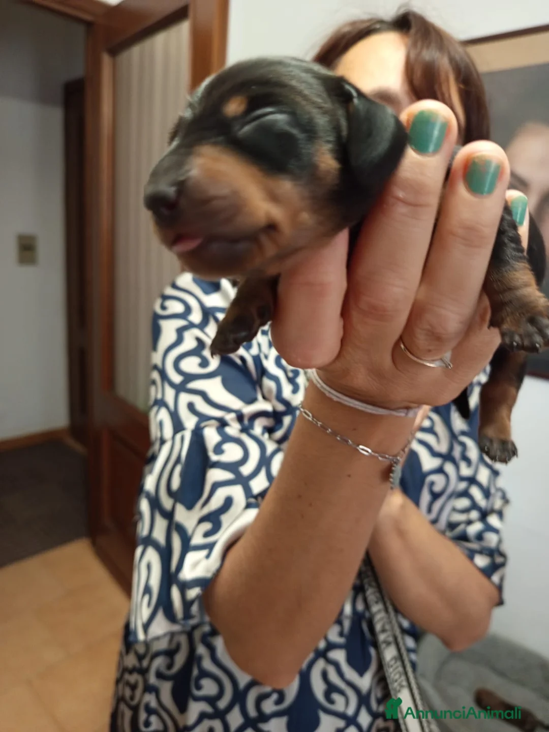 Bassotto Nano cani in vendita: Vendo cucciolo di bassotto nano - Annuncio 3