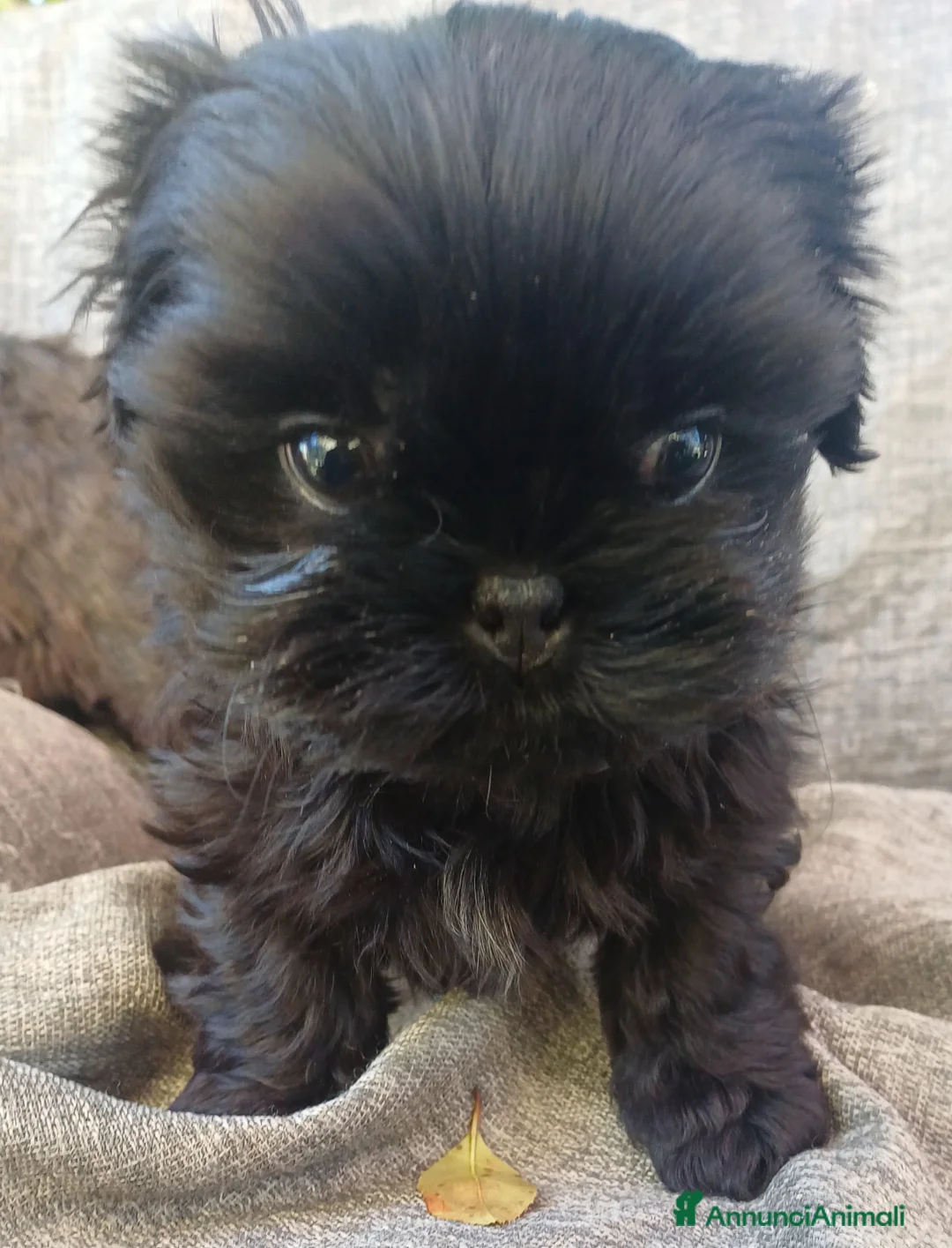 Shih Tzu cani in vendita: Cucciolo shih-tzu shitzu shihtzu con pedigree  - Annuncio 3