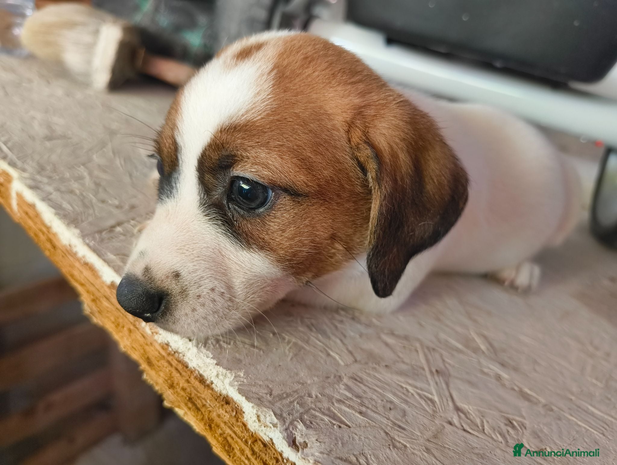 Jack Russell cani Bellissimo cuccioli di Jack Russell terrier  - Annuncio 17