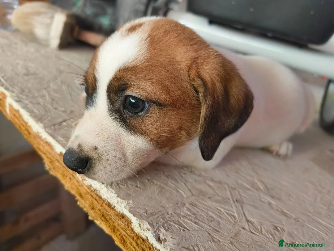 Jack Russell cani in vendita: Bellissimo cuccioli di Jack Russell terrier  a Provincia di Benevento - Annuncio 1