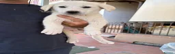 Meticcio cani in regalo: Cuccioli Simil Labrador in regalo a Città metropolitana di Roma Capitale - Annuncio 2