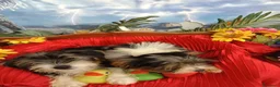 Biewer Terrier cani in vendita: DiTreColori-Yorkshire Ma Biewer Yorkshire Terrier  - Annuncio 5