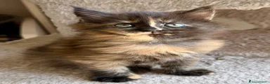 Maine Coon Gattino 3