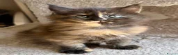 Maine Coon gatti in vendita: Maine coon cuccioli pedigree ANFI - Annuncio 5